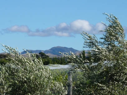 Olive groves in the Wairarapa